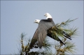 Swallow-tailed-Kite;Elanoides-forficatus;Kite;Flight;Birds-of-Prey;curved-beak;h